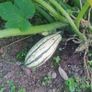 Squash 'Delicata' Irish Seeds Image 2