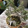 Bonsai tree Image 8
