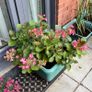 Hydrangea French Can Can doing well in 2nd summer in pot Image 7