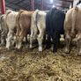 Seven Charlaois Bull Weanlings Image 2