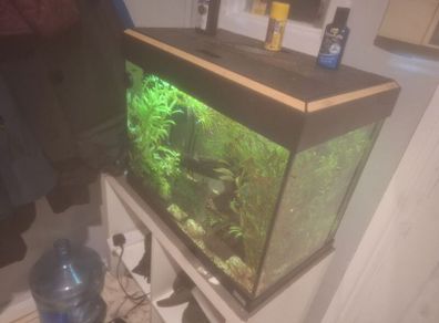 fish