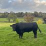 Aberdeen Angus Bull Image 2