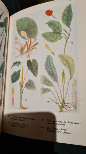 West Africa Lillies And Orchids. By J K. Morton. First Edition. Hardback In Good Condition. WITH 20 FABOLOUS PLATES WITH 80 LILLIES.