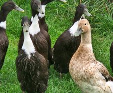Ducklings / Ducks for sale