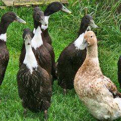 Ducklings / Ducks for sale