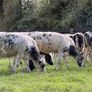 27 super Belgian Blue Heifers for sale Image 5