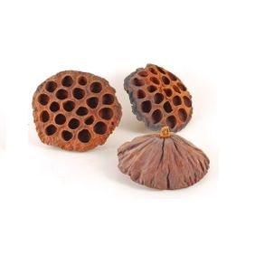 Lotus pods 5cm 10 pieces