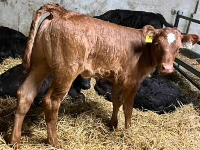 Limousin Calves