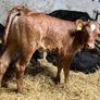 Limousin Calves Image 2
