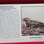 The Blue Book of Birds of America/ A Bird Guide/ 1931 Image 4