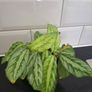 Plant Image 2