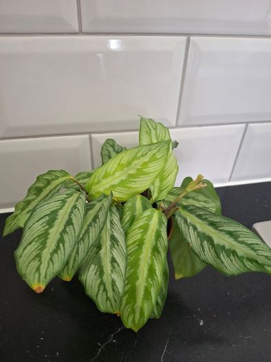 Plant