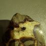 Turtle back agate Image 4