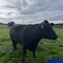 Aberdeen Angus Cows Image 3