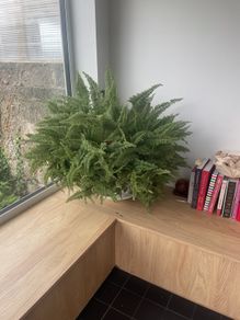 fern plant