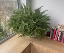 fern plant