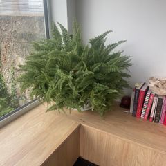 fern plant