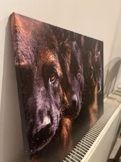 Four Dog Portrait Canvas Print 40cm x 30cm