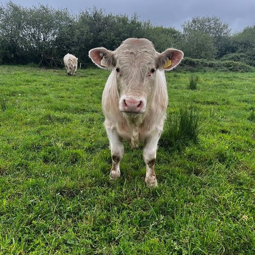 3 purebred registered charlaois bulls for sale