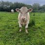 3 purebred registered charlaois bulls for sale Image 9