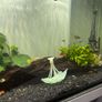 tropical fishes Image 4
