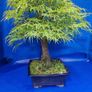 Mature Japanese Maple Bonsai Image 4