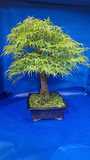 Mature Japanese Maple Bonsai