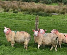 Cross bred lambs