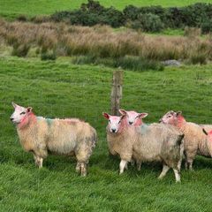 Cross bred lambs