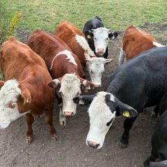 Organic cattle