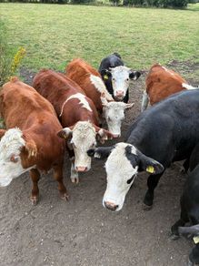Organic cattle