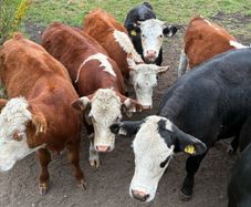 Organic cattle