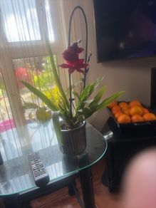 17 orchids