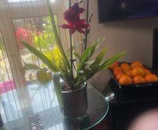 17 orchids