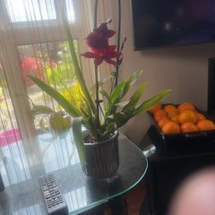 17 orchids