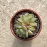 Succulents Image 10