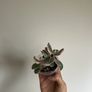 Variegated Jade Plant Image 4