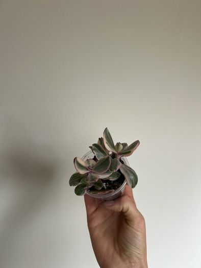 Variegated Jade Plant