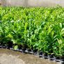 Laurel Hedging Image 3