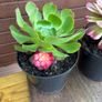 various rare variegated aeoniums Image 2