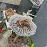 bird bath Image 2