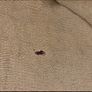 Ralph Lauren  jumper Image 3
