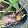 Free kniphofia (red hot pokers) Image 2