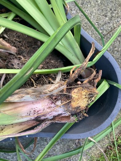 Free kniphofia (red hot pokers)
