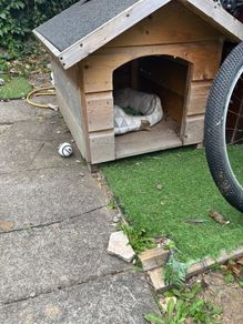 Wooden dog kennel