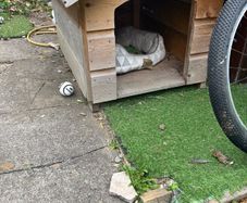Wooden dog kennel