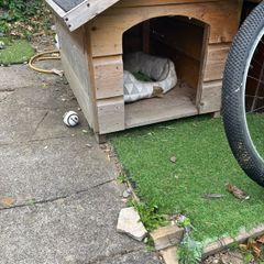 Wooden dog kennel