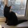 Cat for adoption Image 3