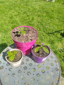 Potted Oak Trees