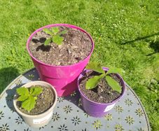 Potted Oak Trees